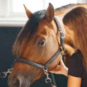 Clickhorse Marketing- EHCE - July 2026-254